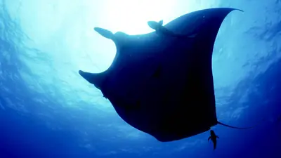 Documentary Chronicles Navy Veteran's Unique Bond with Manta Ray